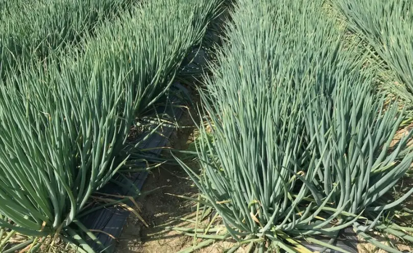 蔥白粗壯 蔥白粗壯