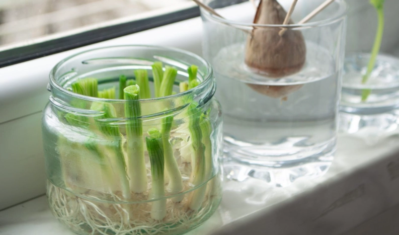 水耕蔥種植 水耕蔥種植