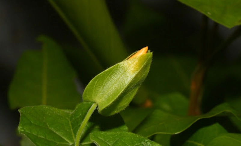 大鄧伯花果实采摘 大鄧伯花果实采摘