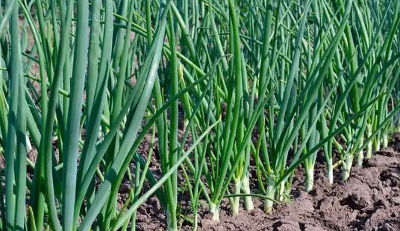 蔥種植方法 蔥種植方法