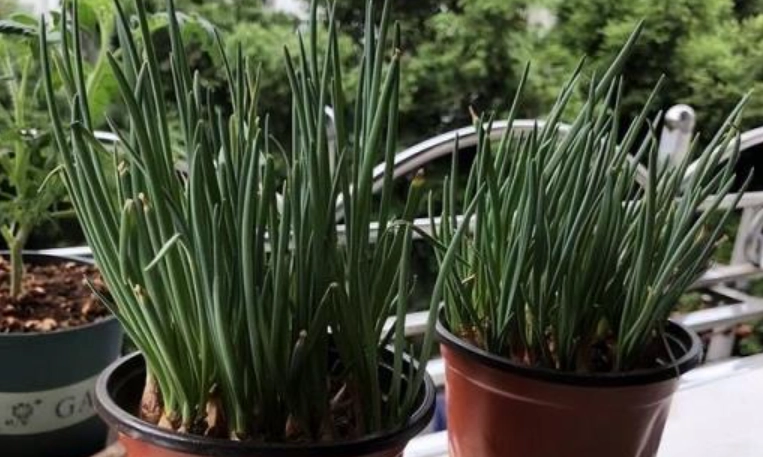 蔥種植方法 蔥種植方法