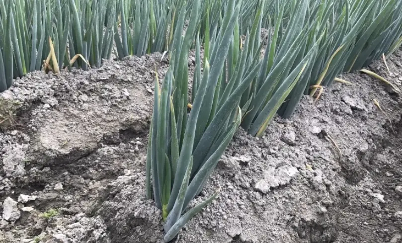 蔥白粗壯 蔥白粗壯