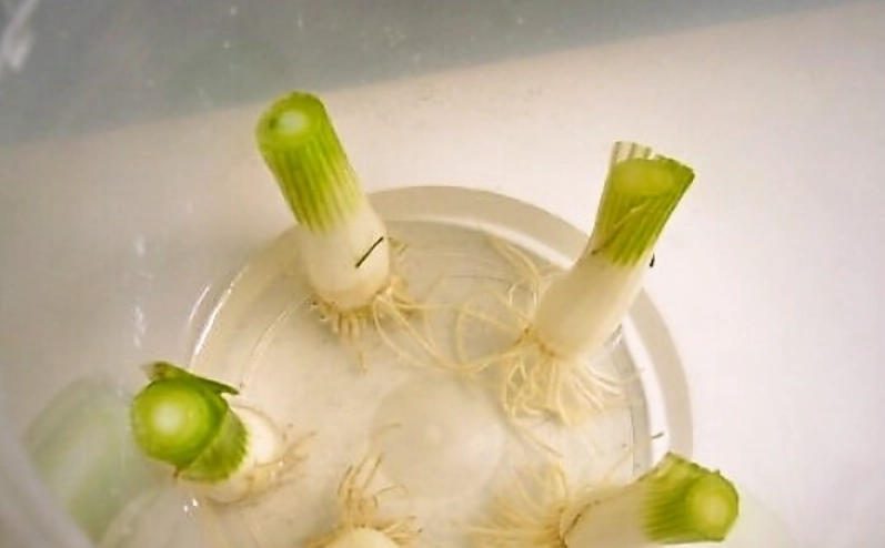 水耕蔥種植 水耕蔥種植