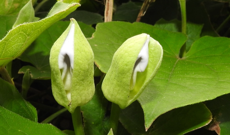 台湾果实体验 台湾果实体验