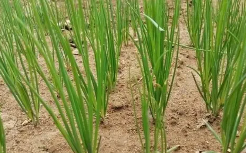 蔥種植方法 蔥種植方法