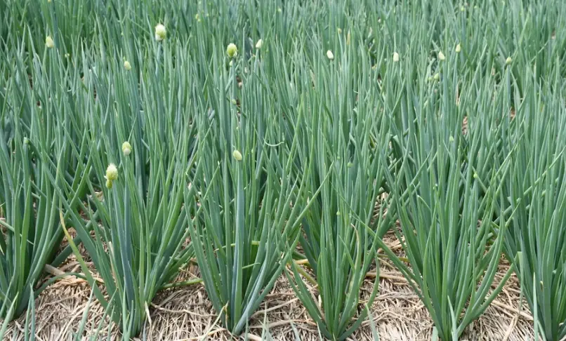 蔥種植方法 蔥種植方法