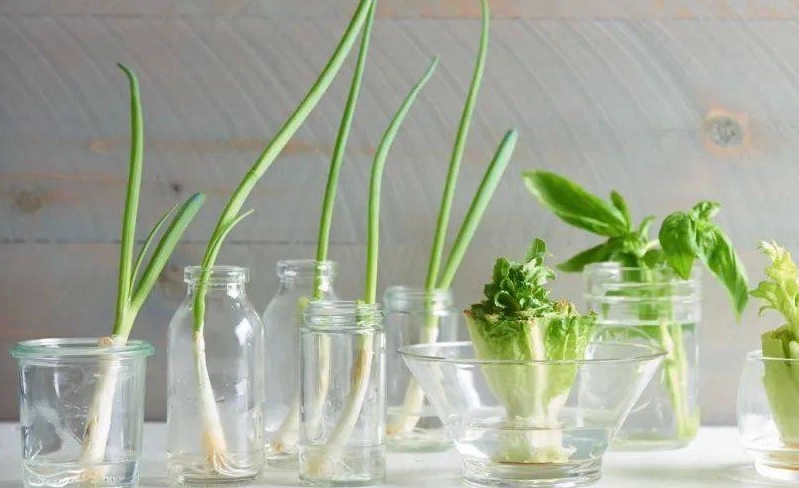 水耕蔥營養液配方 水耕蔥營養液配方