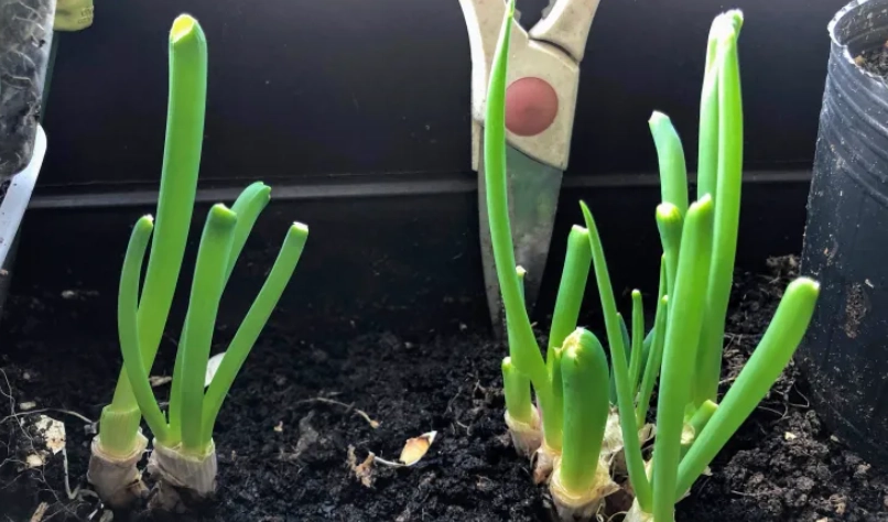 盆栽種蔥技巧