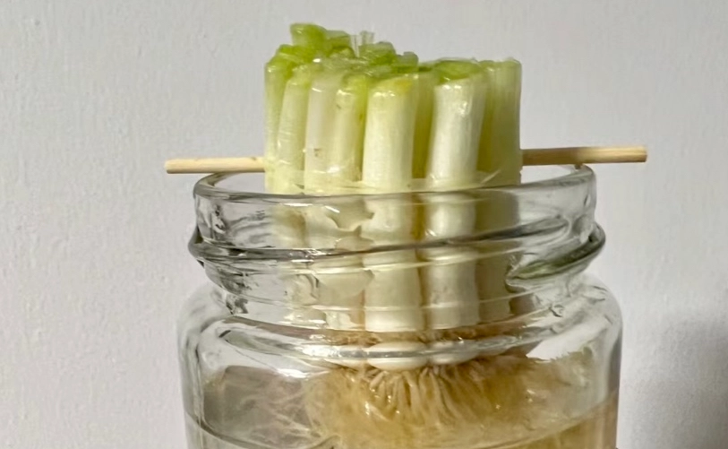 水耕蔥營養液配方 水耕蔥營養液配方