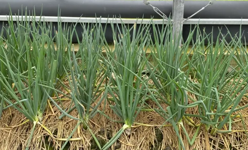 種蔥技巧 種蔥技巧