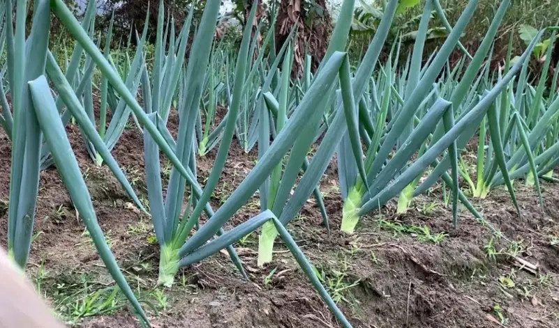 種蔥技巧 種蔥技巧