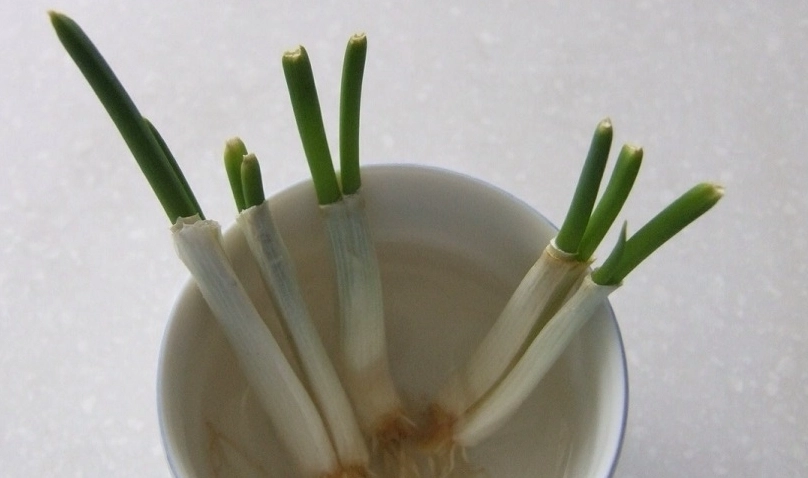 水耕蔥病蟲害 水耕蔥病蟲害