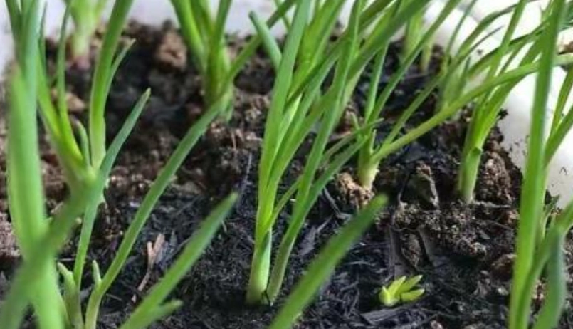 家庭種蔥技巧 家庭種蔥技巧