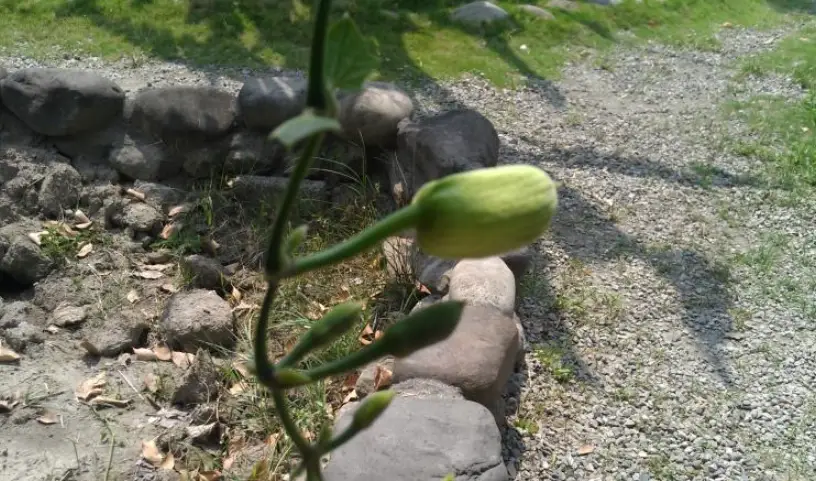 大鄧伯花果实采摘 大鄧伯花果实采摘