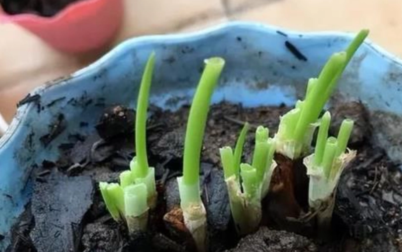 家庭種蔥技巧 家庭種蔥技巧