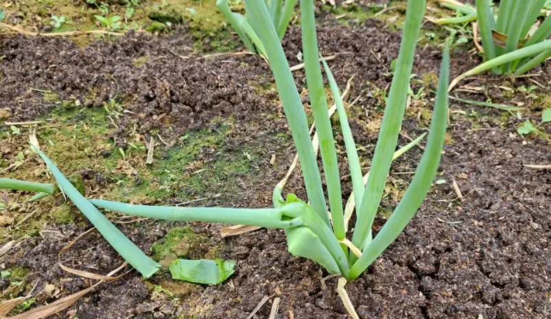 家庭種蔥技巧 家庭種蔥技巧