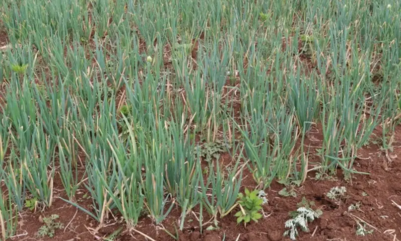 蔥病蟲害防治 蔥病蟲害防治