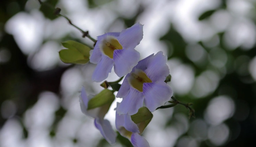 大鄧伯花種植方法