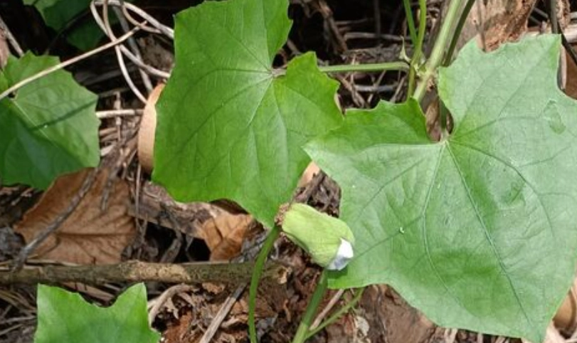 台湾果实体验 台湾果实体验