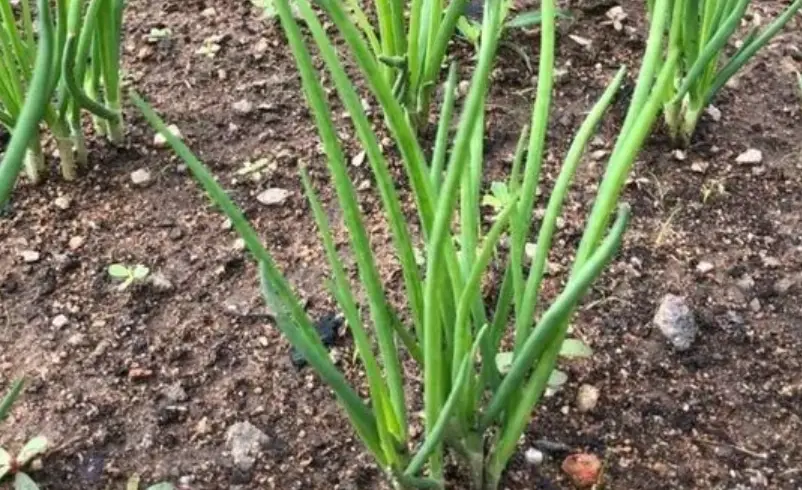 蔥栽培技巧 蔥栽培技巧