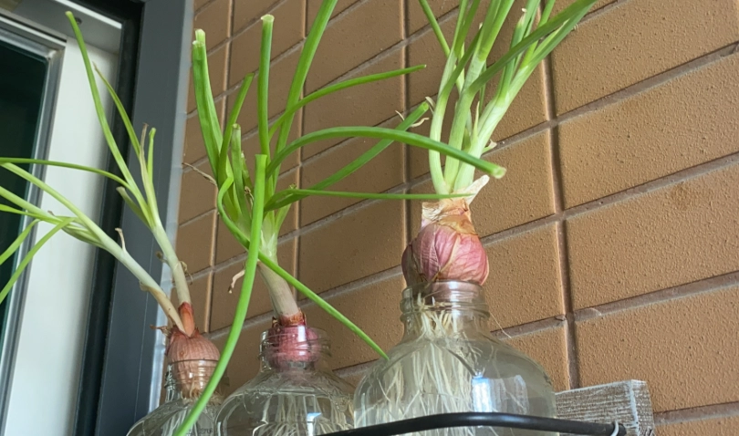 水耕蔥病蟲害 水耕蔥病蟲害