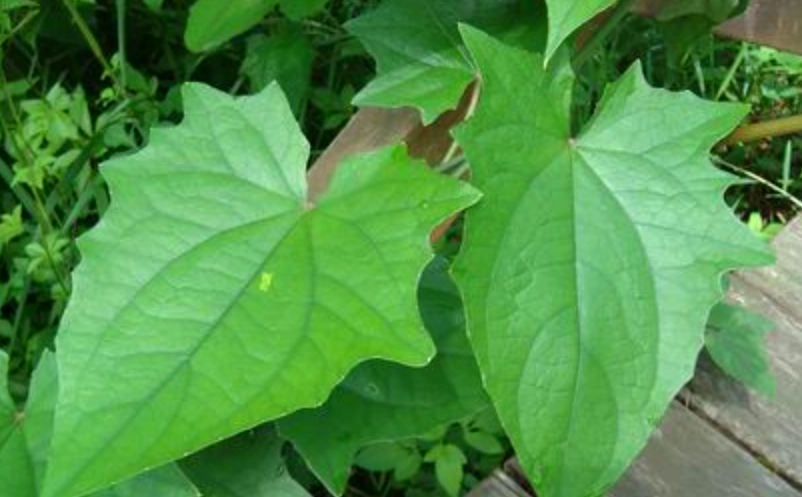 大鄧伯花種植方法