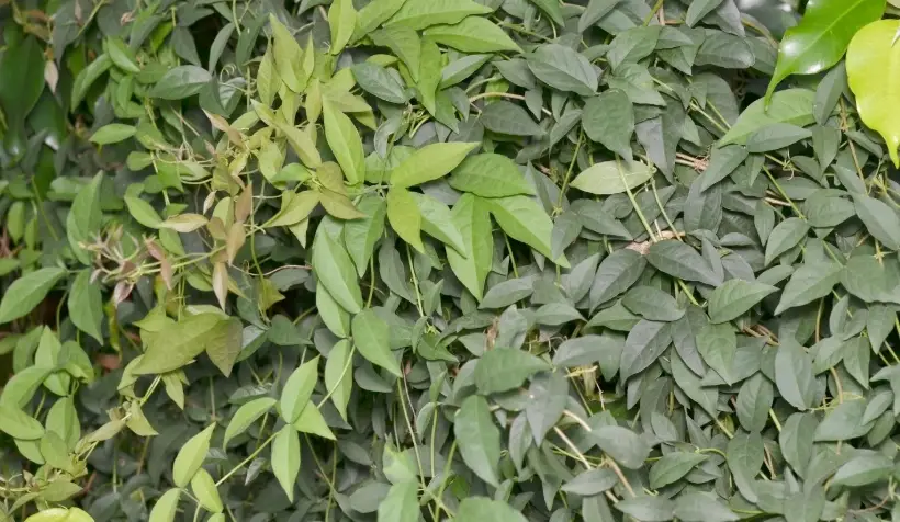 貓爪藤怎麼吃 貓爪藤怎麼吃