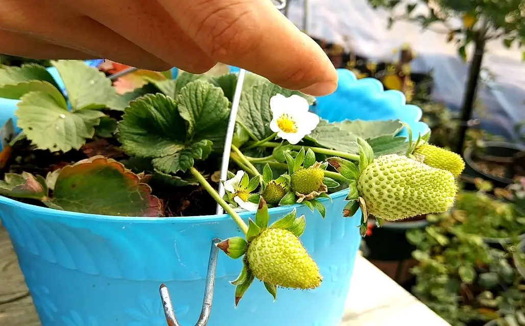 陽台種草莓 陽台種草莓