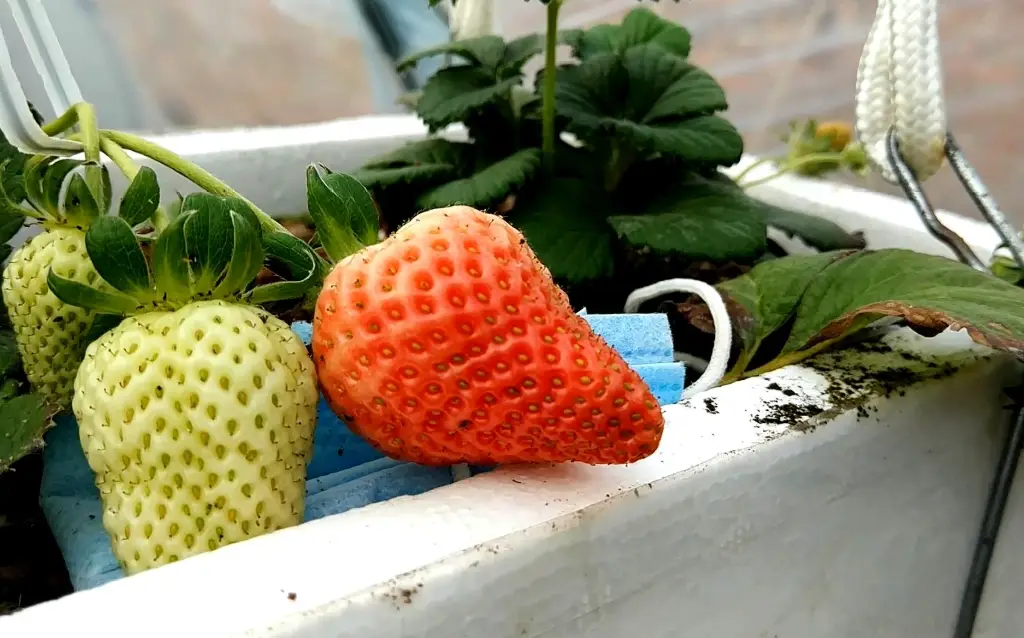 陽台種草莓 陽台種草莓