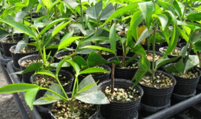 蓮霧盆栽種植方法