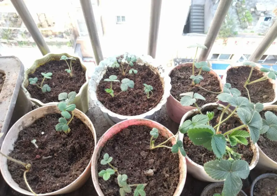 陽台種草莓 陽台種草莓