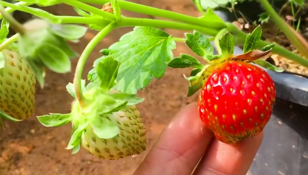 草莓種植技巧