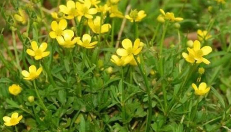 貓爪草使用方法