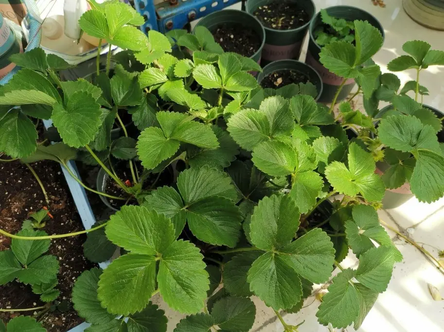 盆栽草莓