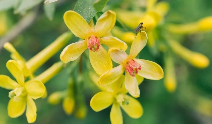 貓爪藤保健食品全解析：功效、挑選要點與使用心得