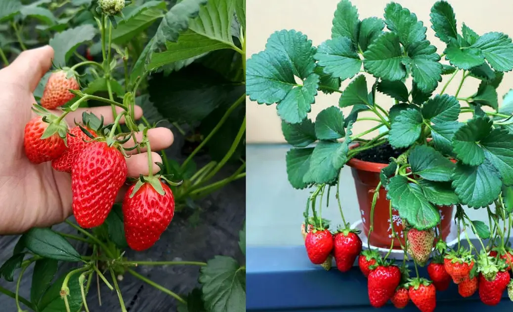 草莓種植技巧 草莓種植技巧
