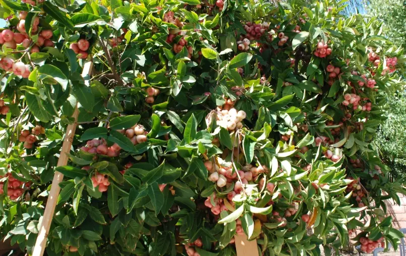 蓮霧樹幾年結果