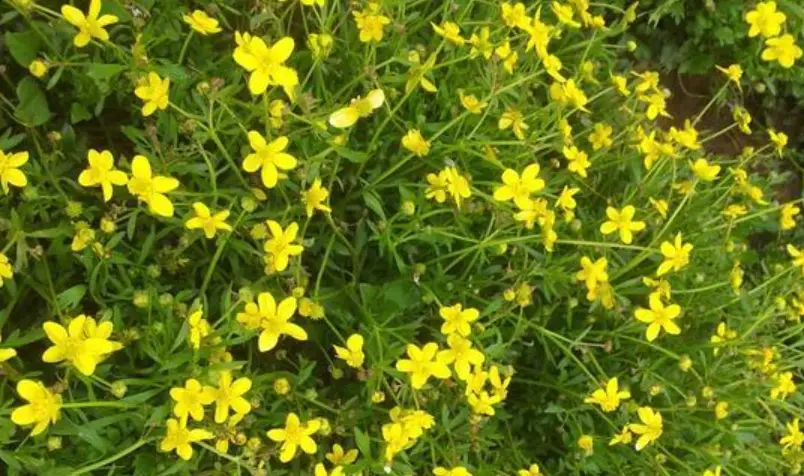 貓爪草使用方法