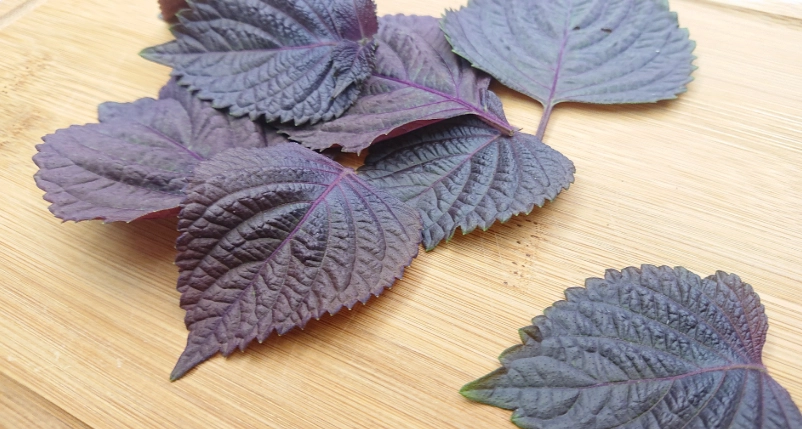 紫蘇葉保存方法