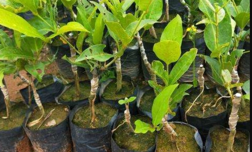 蓮霧盆栽種植方法