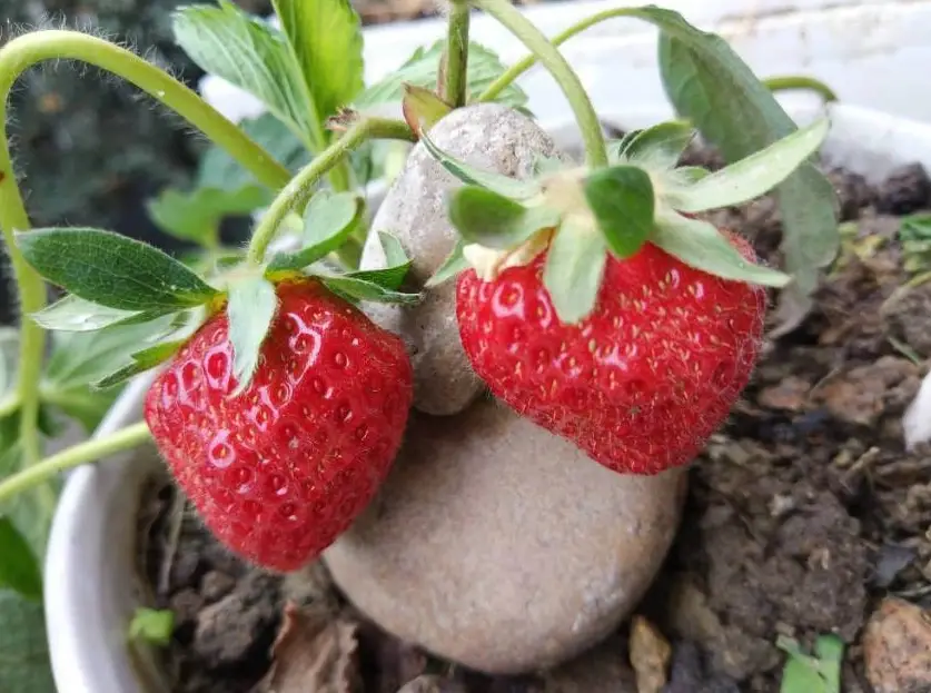 草莓種植方法 草莓種植方法