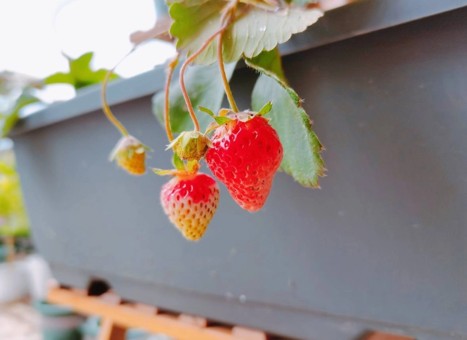 草莓種植方法 草莓種植方法