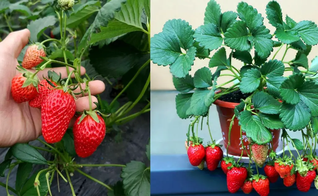 草莓盆栽 草莓盆栽