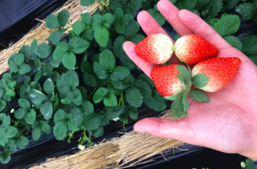 家庭草莓種植