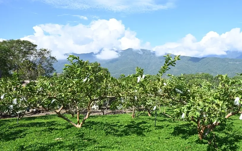 台灣蓮霧種植