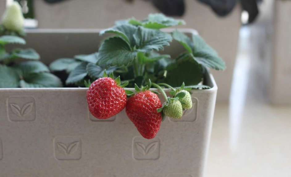 盆栽草莓