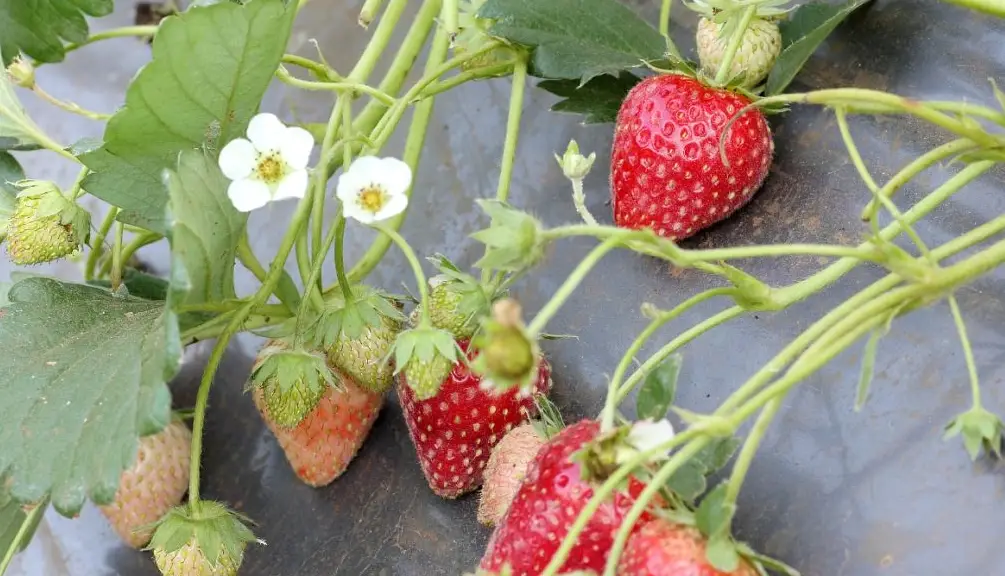 草莓育苗技巧