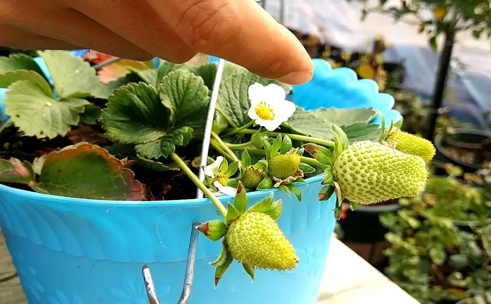 草莓盆栽 草莓盆栽