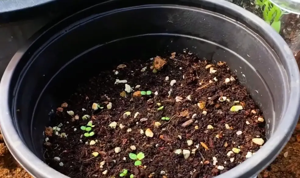 草莓種子種植方法