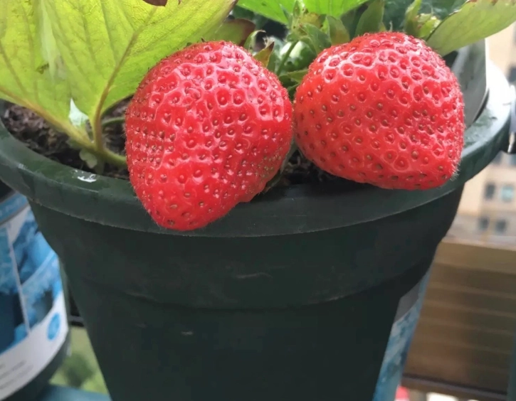 陽台種草莓